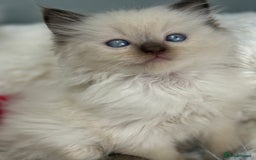 Ragdoll cats for sale: 💙🩷GCCF RAGDOLL KITTENS 3, 5 & 20WKS  AWARD WIN🥇 - Image 8