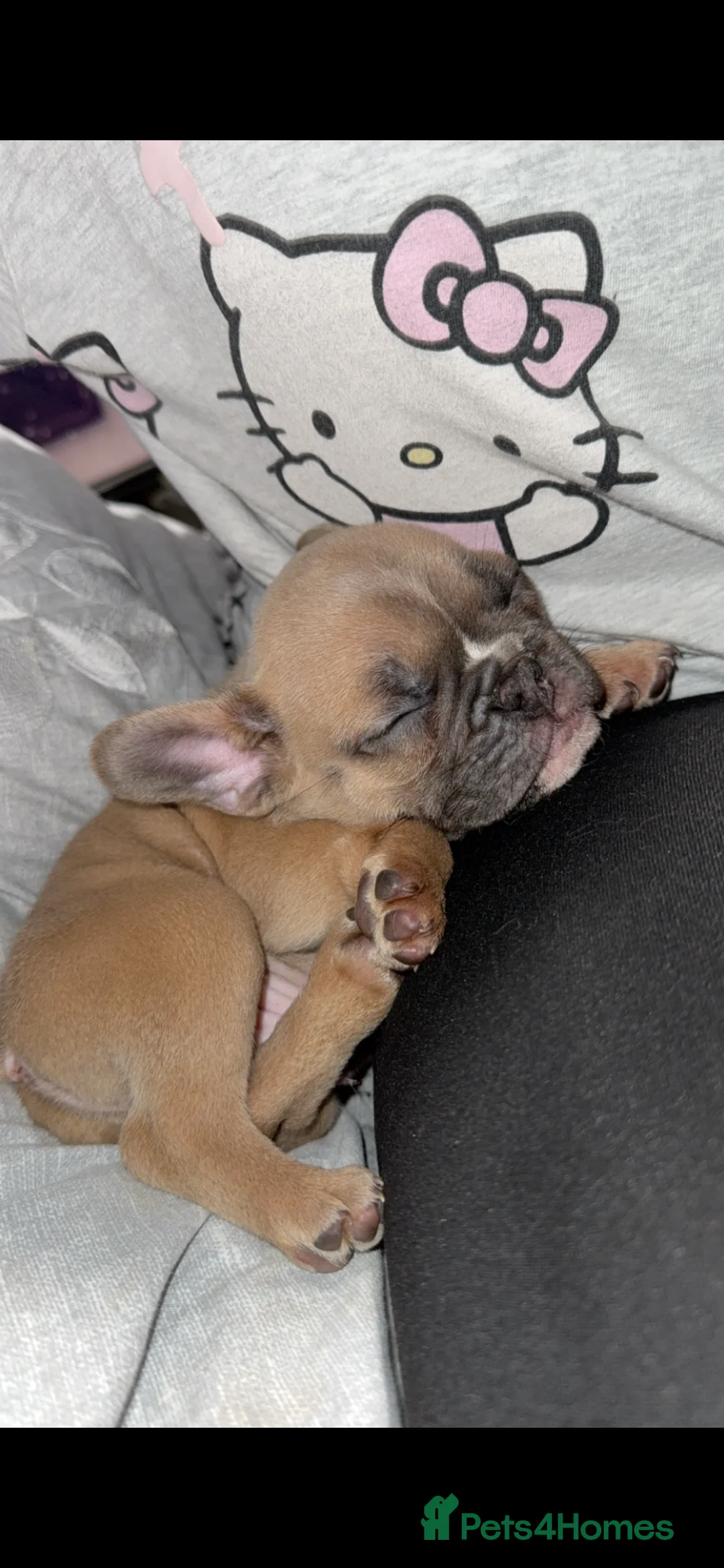 French Bulldog dogs for sale: 1 male left of a litter of 6 in Manchester - Advert 2