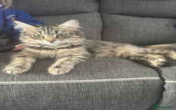 British Shorthair cats for sale: Male kitten  - Image 2