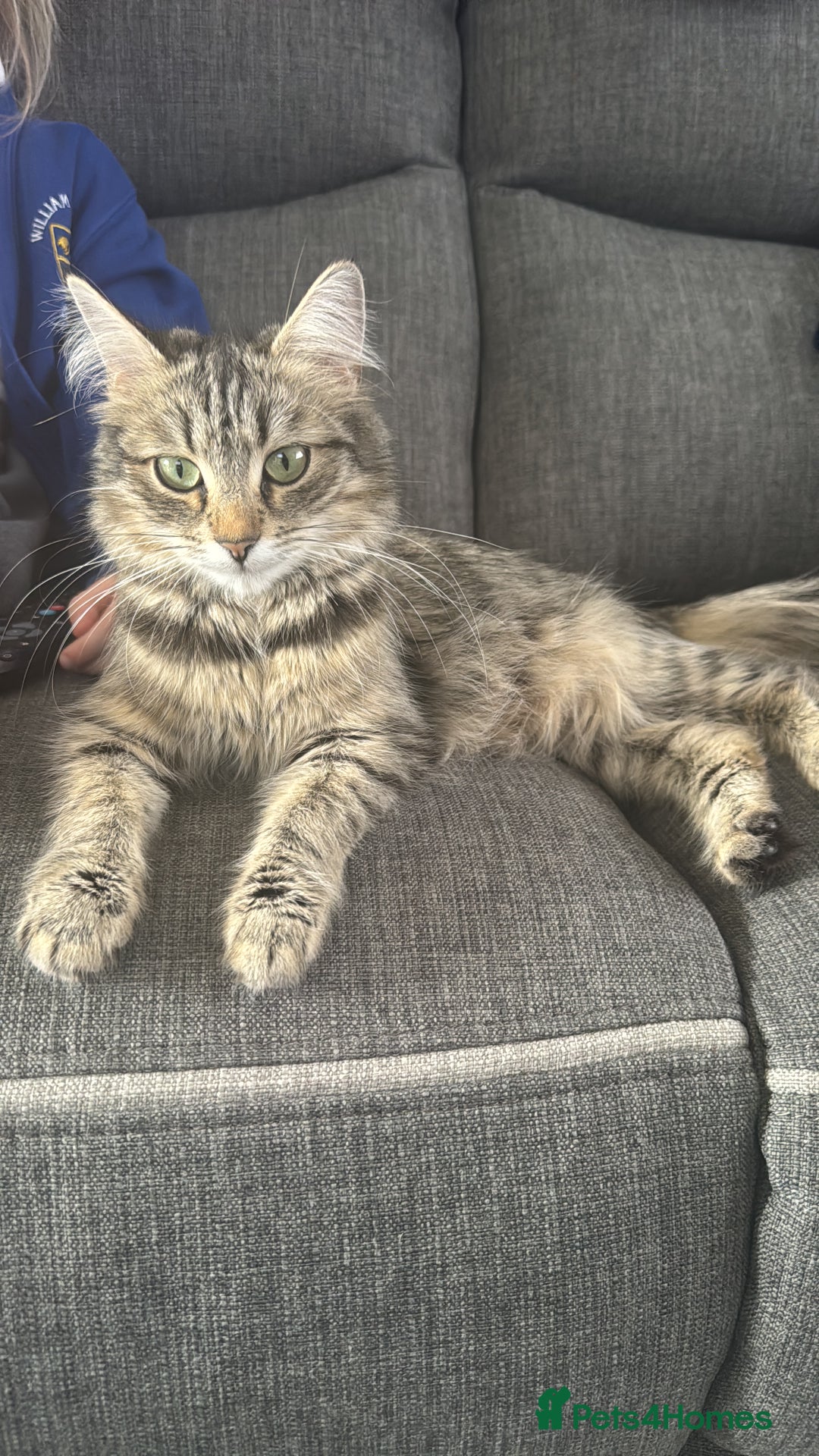 British Shorthair cats for sale: Male kitten  - Image 2