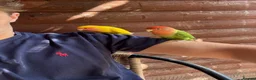 Lovebirds birds for sale: 2 Lovebirds  - Advert 3