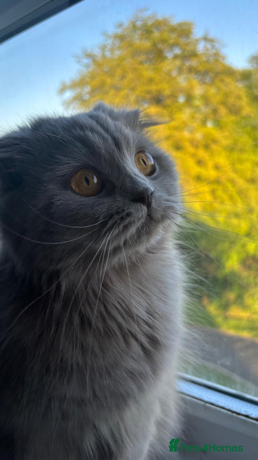 Scottish Fold cats for sale: Willow - Image 8