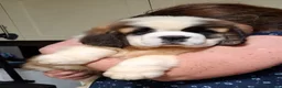 Saint Bernard dogs for sale: Show Quality Saint Bernard's  - Advert 11