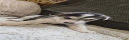 Siberian Husky dogs for sale: Siberian husky pups - Advert 12