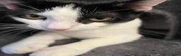 Domestic Shorthair cats for adoption: Young rescue cat looking for her own home - Advert 7