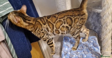 Bengal cats - Advert 15