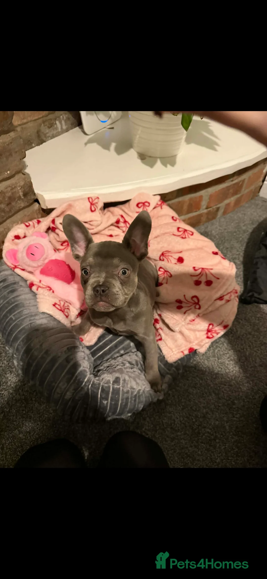 French Bulldog dogs for sale: Last of the litter beautiful girl  - Advert 4