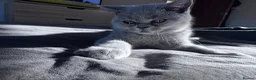 British Shorthair cats for sale: British short hair girls! - Advert 8