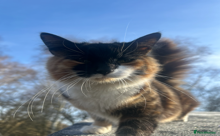 Ragdoll cats - Advert 1