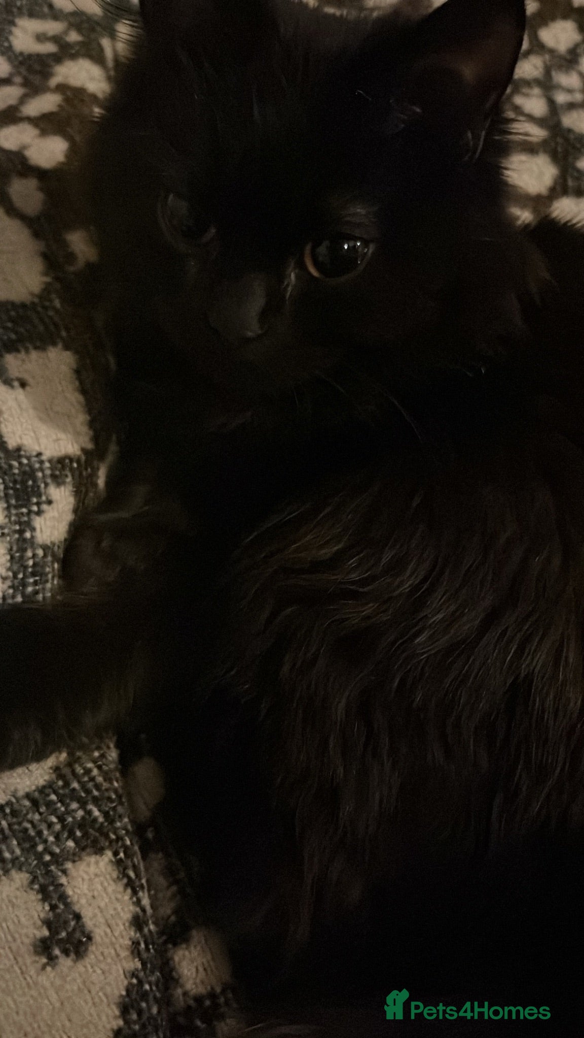 British Longhair cats Black British Longhair Kitty - Advert 1