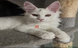 Maine Coon cats for sale: TICA Russian Maine Coons - Image 7