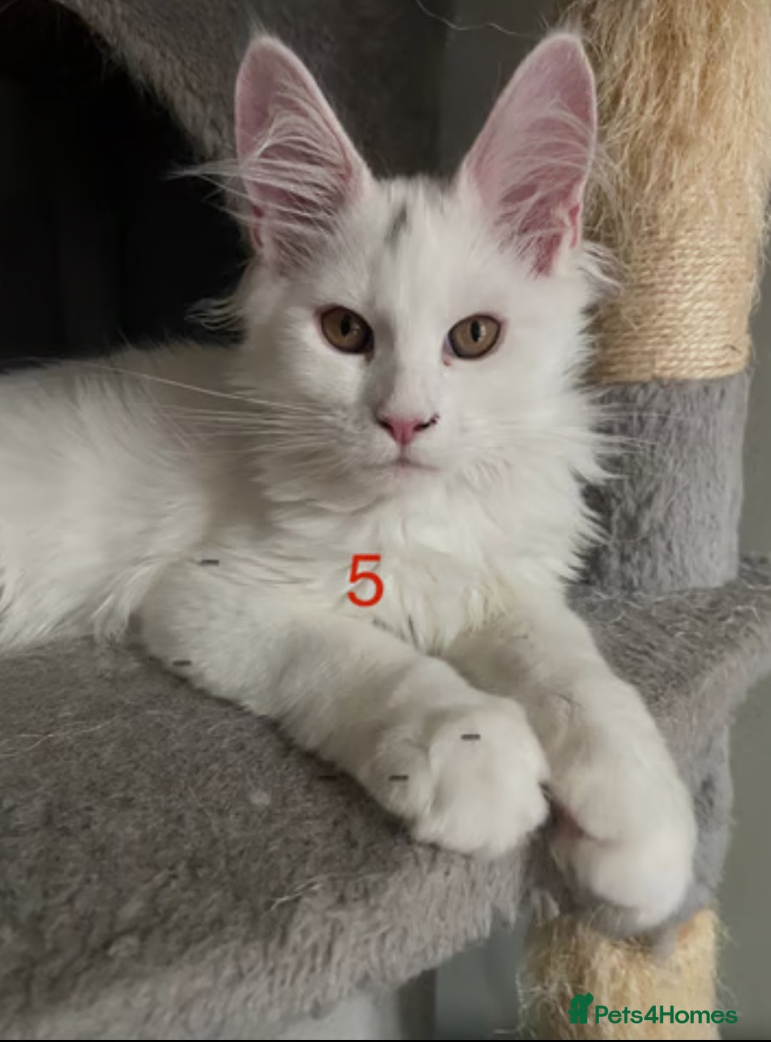 Maine Coon cats for sale: TICA Russian Maine Coons - Image 7