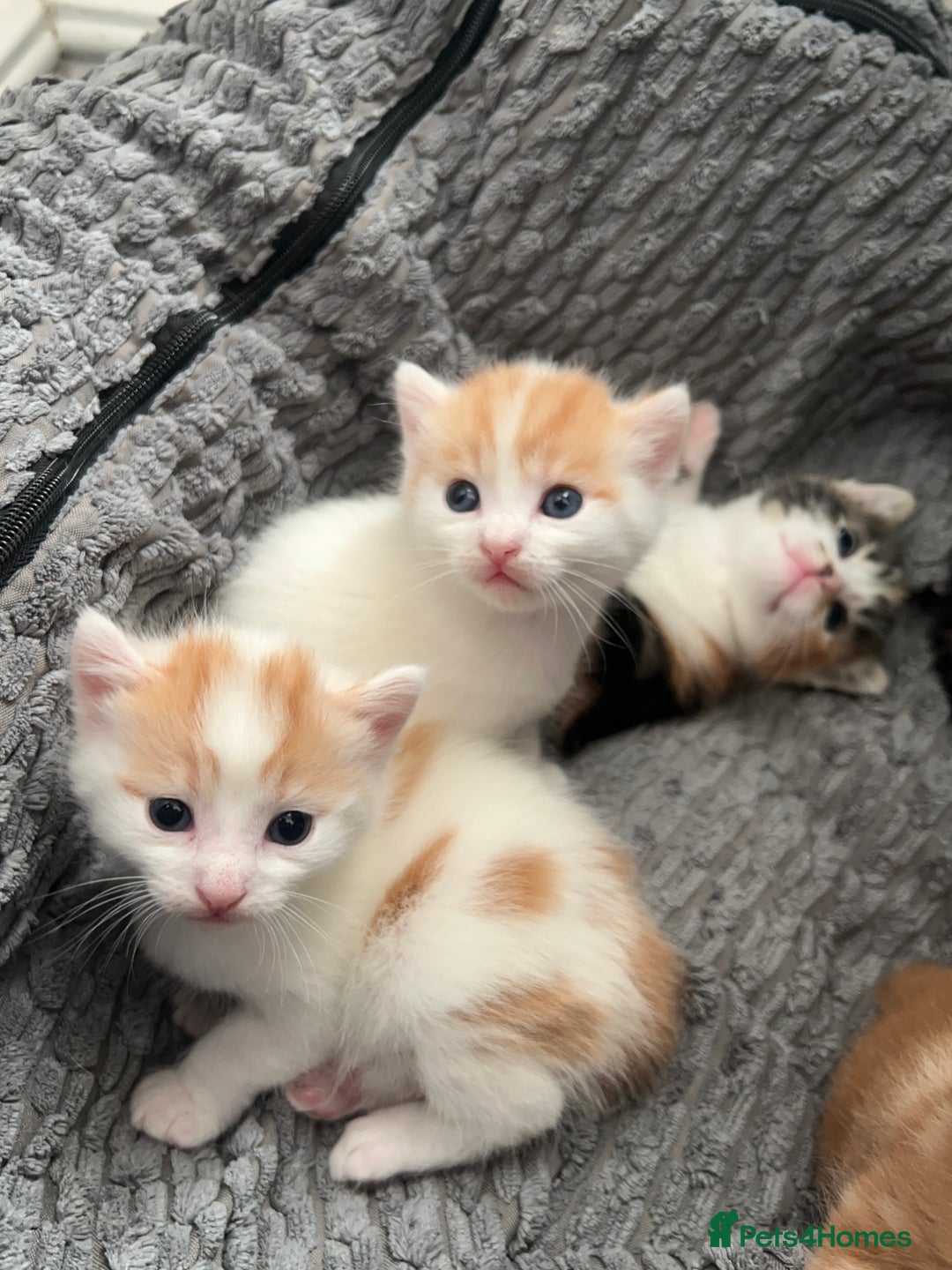 Mixed Breed cats for sale: Mixed breed kittens loving for their forever home - Advert 9