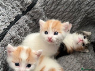 Mixed Breed cats Mixed breed kittens loving for their forever home - Advert 5