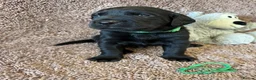 Labrador Retriever dogs for sale: 🐾1 Stunning Labrador Puppy left 👀 🏡 🐾 - Advert 14