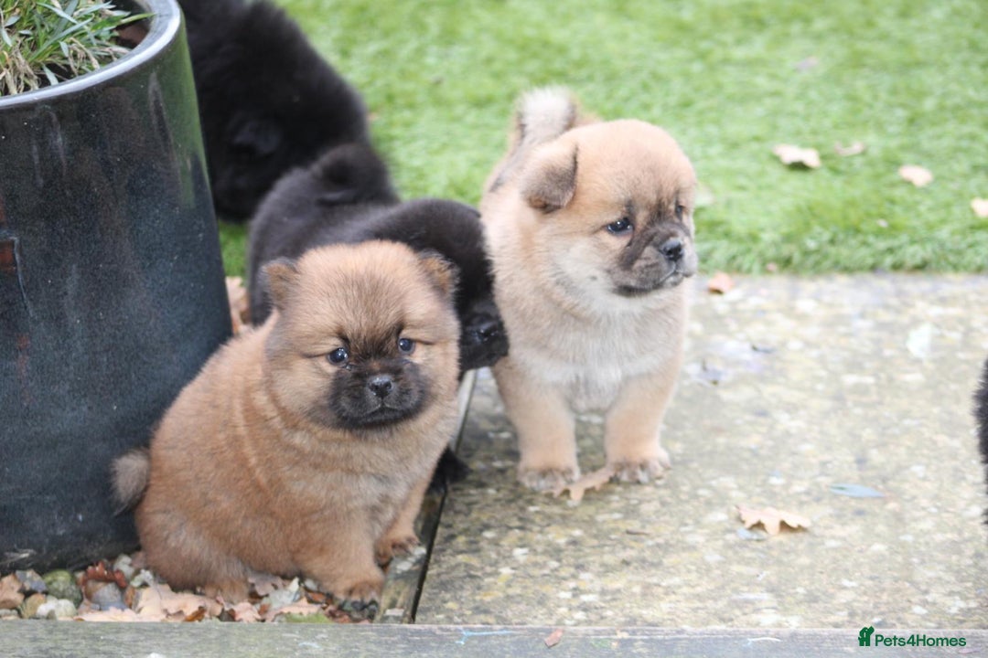 Chow Chow dogs for sale: 🐾Chow chow cross Japanese chin 🐾 - Advert 7