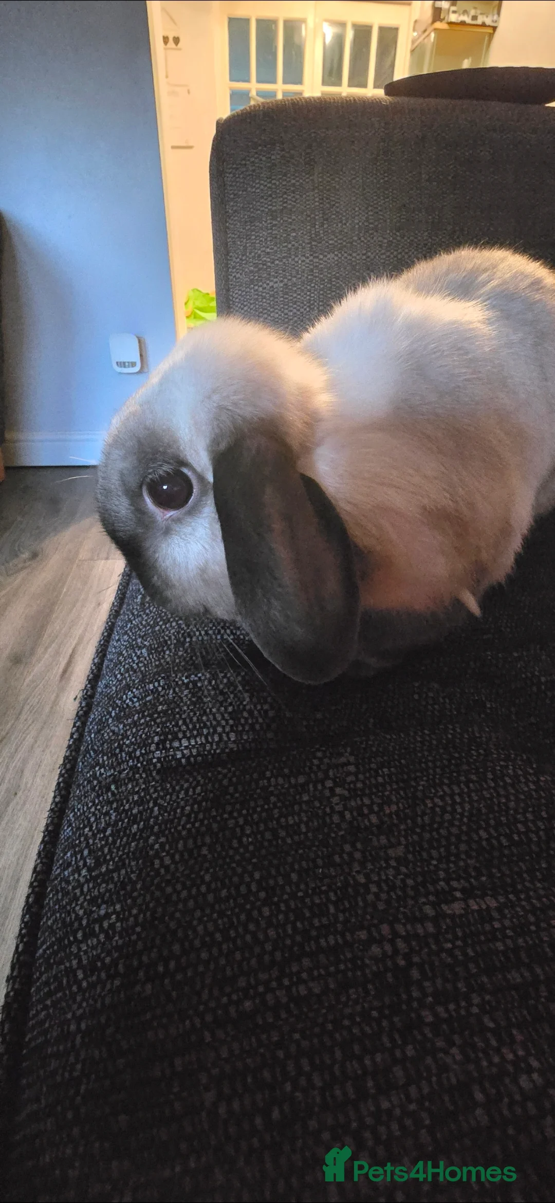 Mini Lop rabbits for sale: 2 mini lop rabbits  in Peterlee - Advert 5