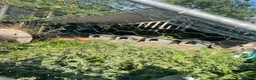 Tortoise reptiles for sale: Tortoise rehoming manchester - Advert 2