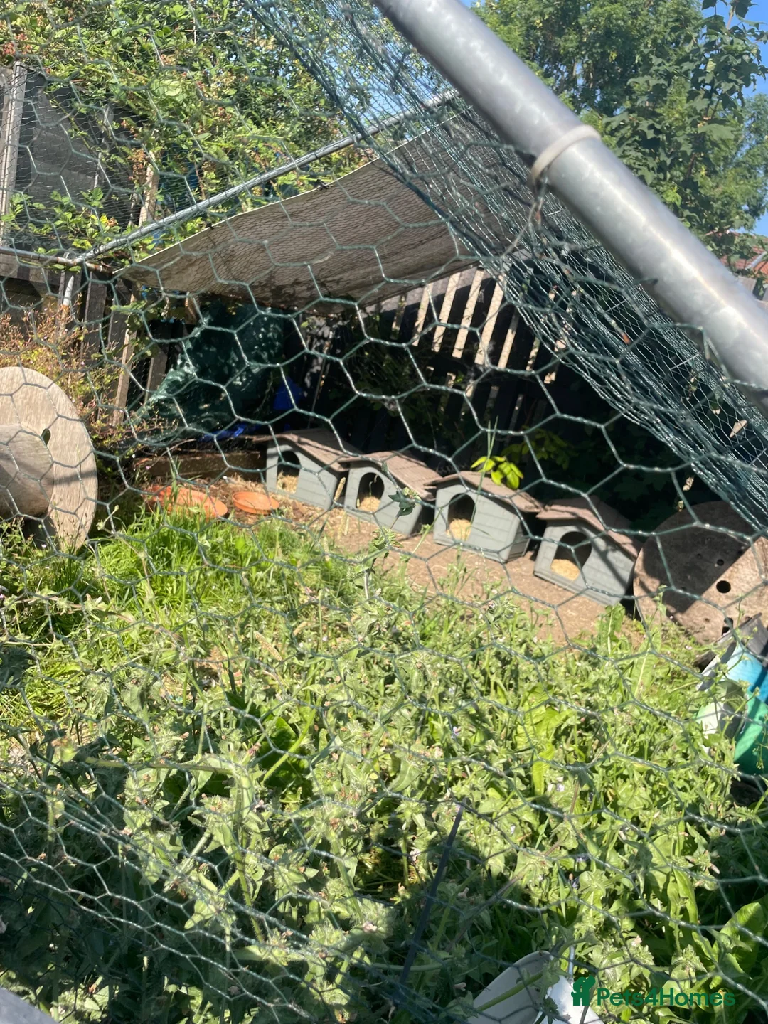 Tortoise reptiles for sale: Tortoise rehoming manchester - Advert 2