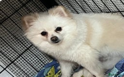 Pomeranian dogs for sale: Boy Pomeranians  - Advert 7