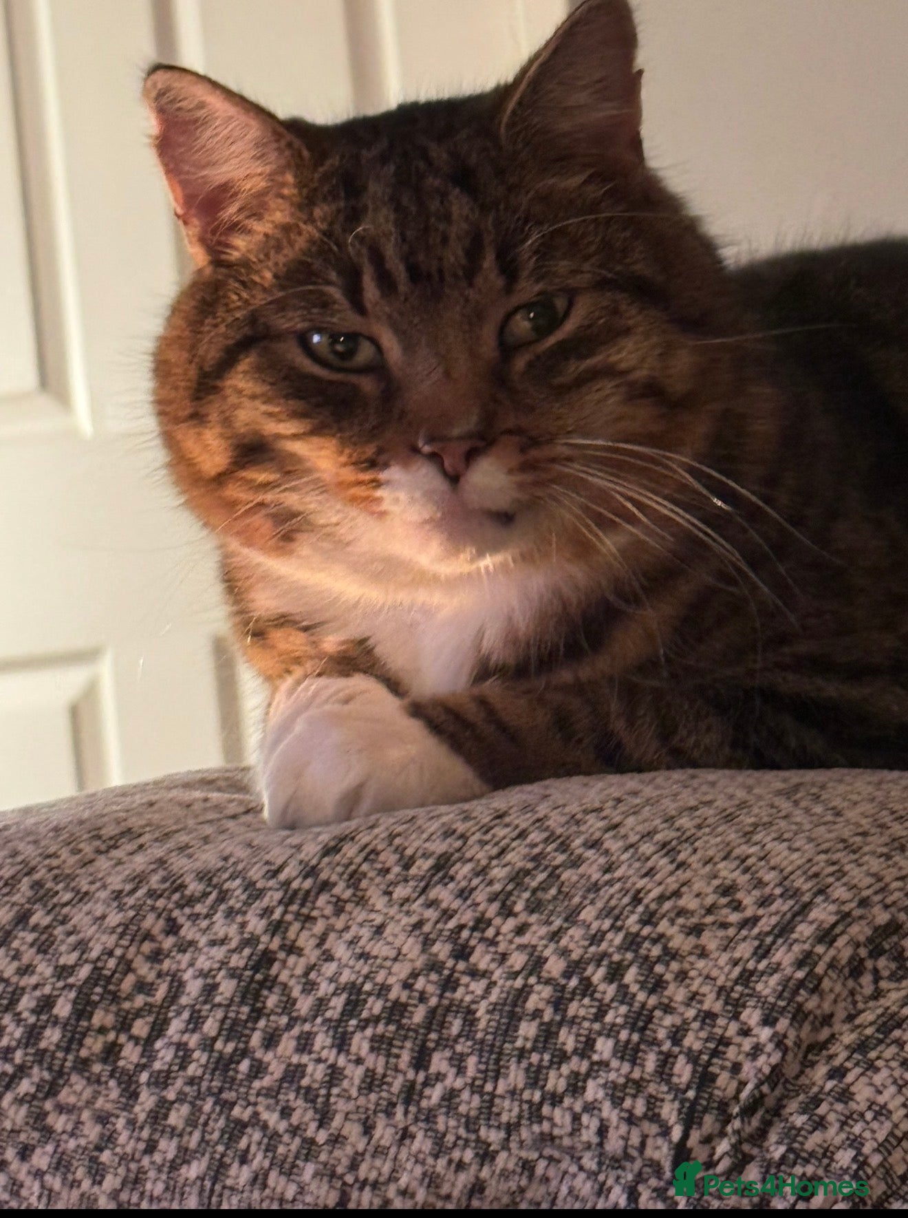 Mixed Breed cats Male cat needs new home  - Advert 1