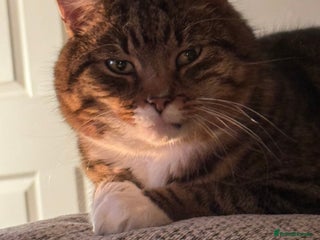 Mixed Breed cats Male cat needs new home - Advert 5