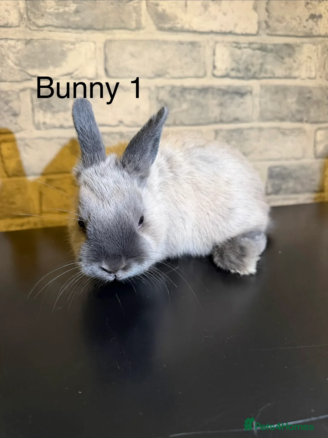 Netherland Dwarf rabbits for sale: 🐰 Beautiful Female Bunnies for Sale 🐰 - Advert 2