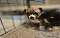 Mixed Breed dogs for sale: Jack chi puppies - Image 9