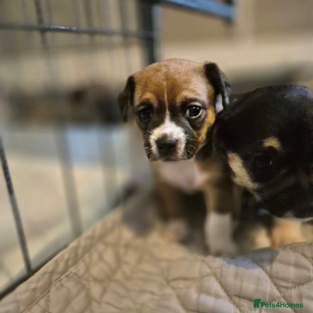 Mixed Breed dogs for sale: Jack chi puppies - Image 9