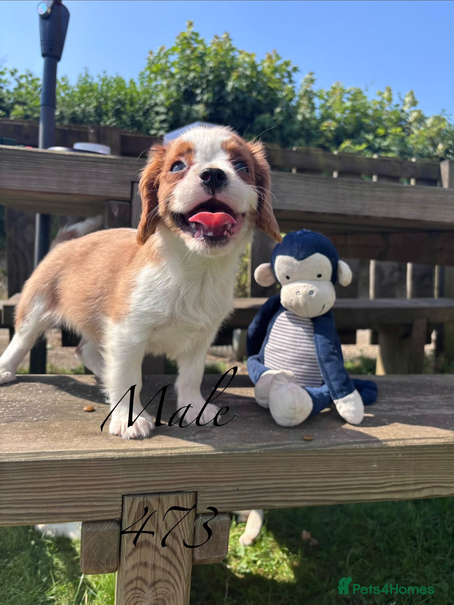 Cavalier King Charles Spaniel dogs Gorgeous chunky little puppies READY now - Advert 2