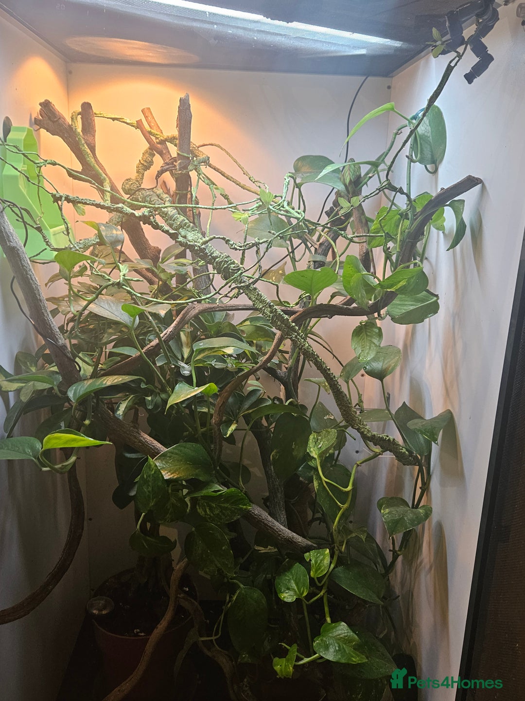 Chameleon reptiles for sale: Ambilobe Panther Chameleon Male (9 months old)  - Advert 4
