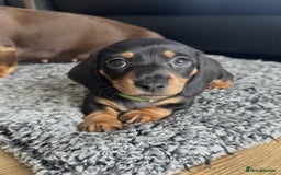 Miniature Dachshund dogs for sale: BEAUTIFUL MINIATURE DACHSHUND PUPPIES - Image 6