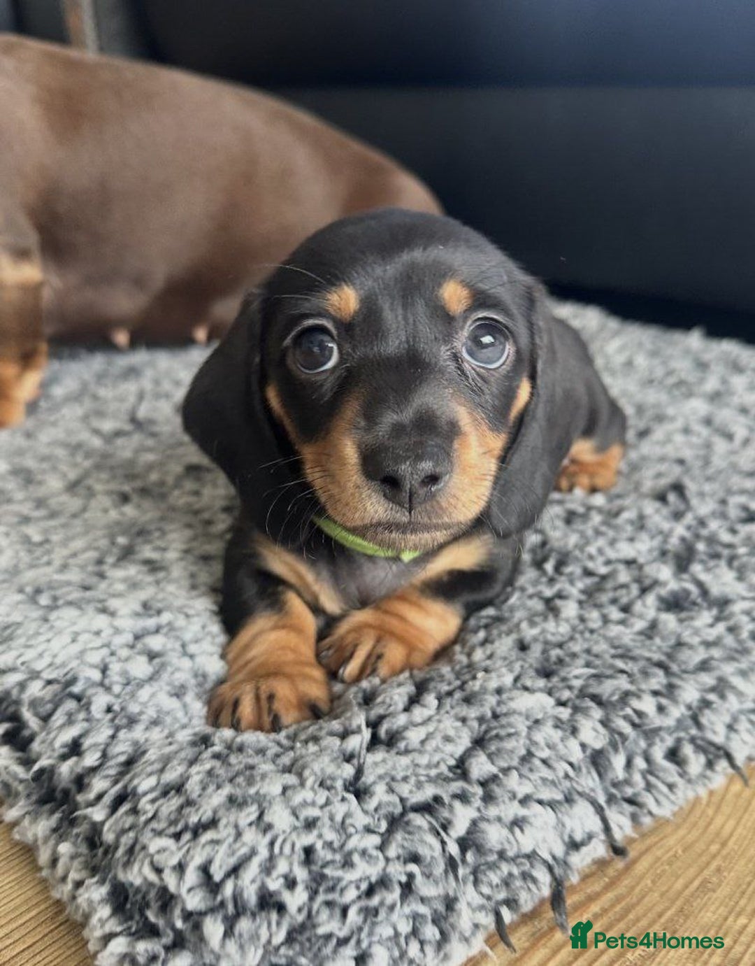Miniature Dachshund dogs for sale: BEAUTIFUL MINIATURE DACHSHUND PUPPIES - Image 6