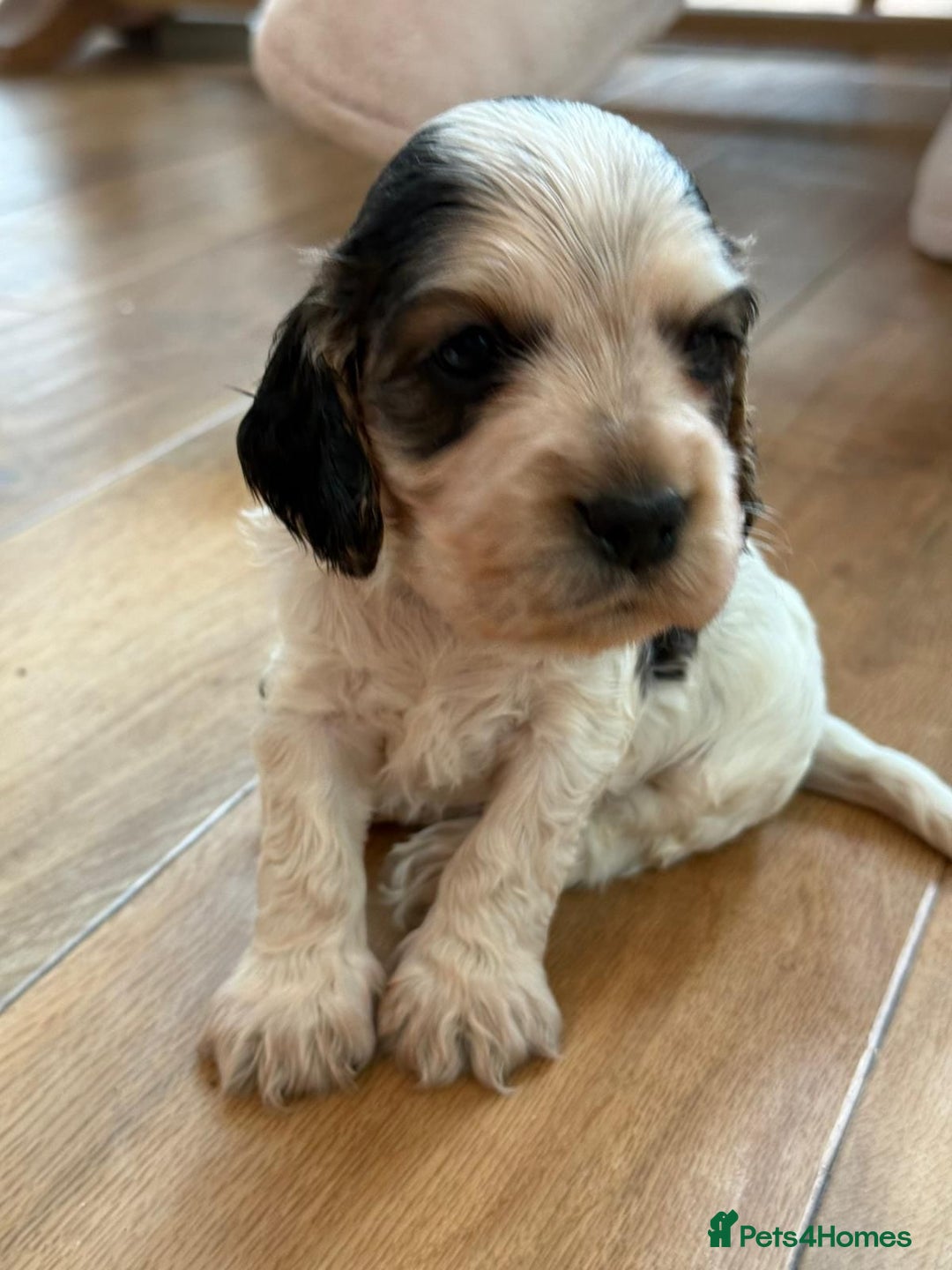 Cocker Spaniel dogs for sale: Exceptional litter of Show Type Cocker Spaniels - Advert 22