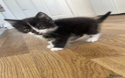 Bramble cats for sale: 8 weeks old super playful kitten - Image 2