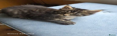Maine Coon 4