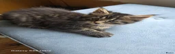 Maine Coon cats for sale: Ready now adorable maine coon Kittens 4bs & 1g - Advert 35