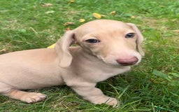 Miniature Dachshund dogs for sale: Miniature smooth haired cream dachshund. PRA/KC  - Image 10
