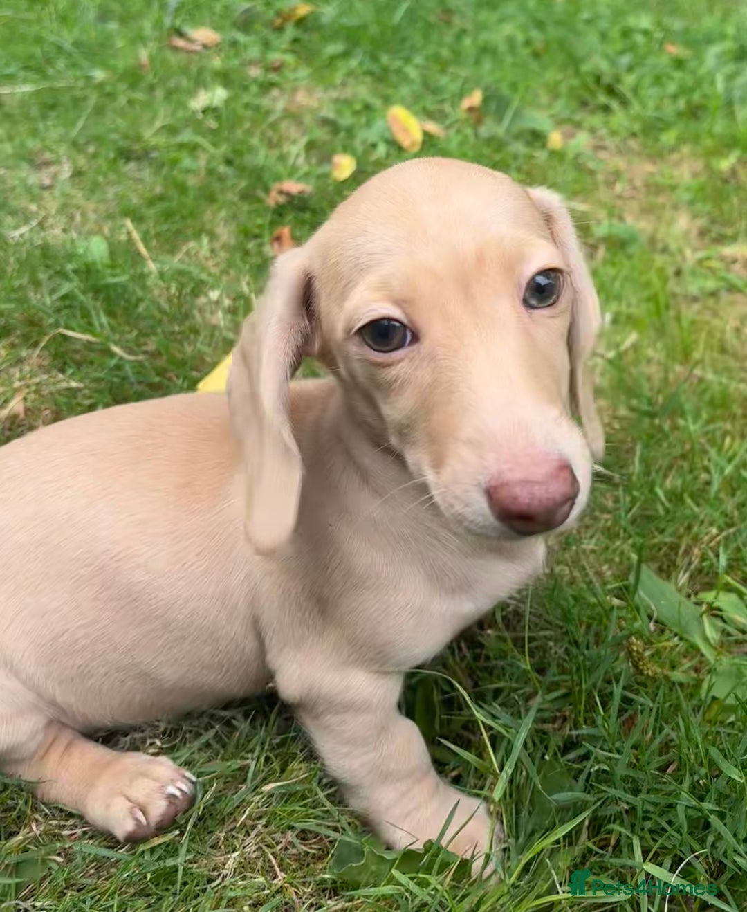 Miniature Dachshund dogs for sale: Miniature smooth haired cream dachshund. PRA/KC  - Image 10