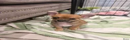 Chihuahua dogs for sale: Smooth Coat Chihuahua Puppies - Advert 25