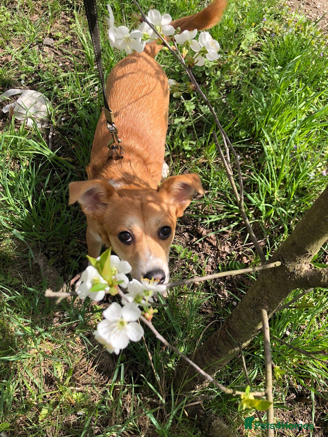 Mixed Breed dogs for adoption: ❤🐶 Lalia – A Delicate Love-Bug  🐶❤ - Image 5