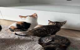 Mixed Breed cats for sale: Beautiful kittens  - Image 8