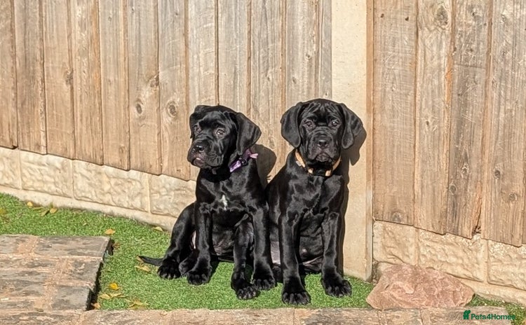 Cane Corso dogs - Advert 8