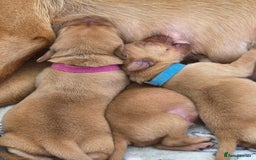 Labrador Retriever dogs for sale: Fox Red Labrador Puppies - Working Lines - Image 6