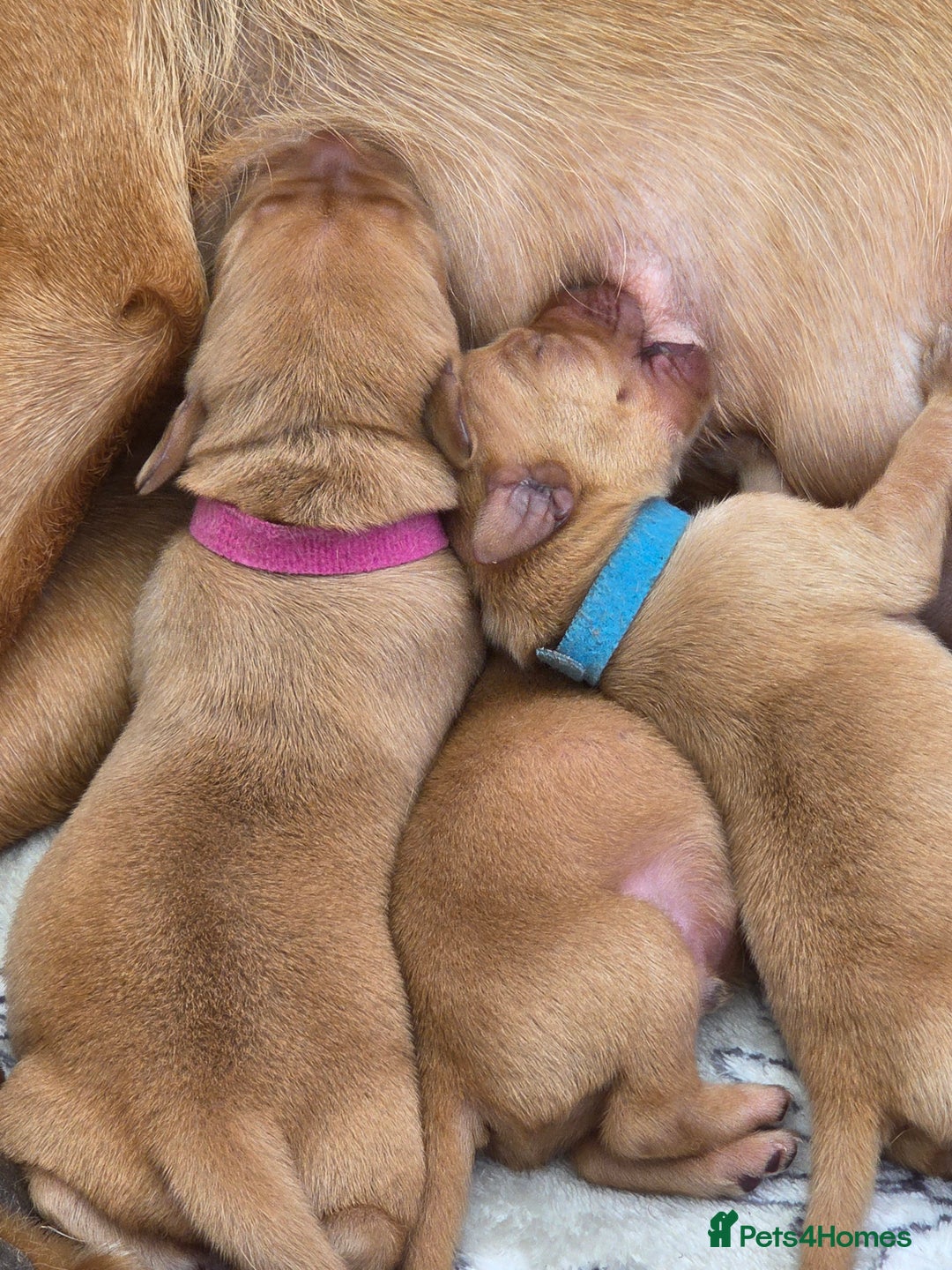 Labrador Retriever dogs for sale: Fox Red Labrador Puppies - Working Lines - Image 6