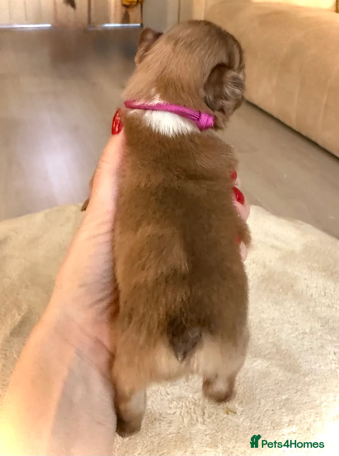 French Bulldog dogs for sale: Full fluffy frenchies  - Advert 11