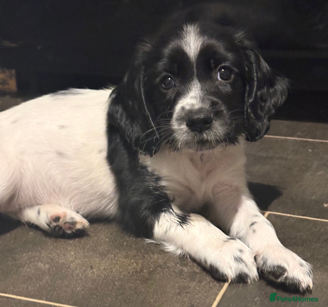 Sprocker dogs for sale: SPRINGER PUPPIES - Advert 15