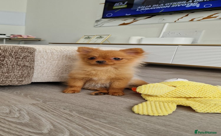 Pomeranian dogs - Advert 12