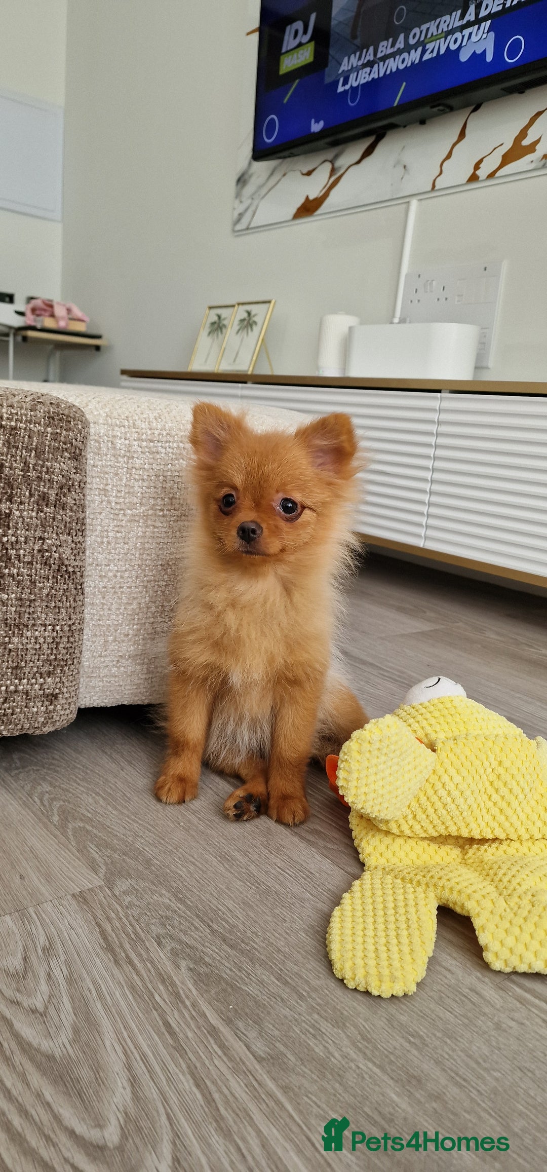 Pomeranian dogs for sale: Beautiful 5-Month-Old Pomeranian Girl for Sale  - Image 1