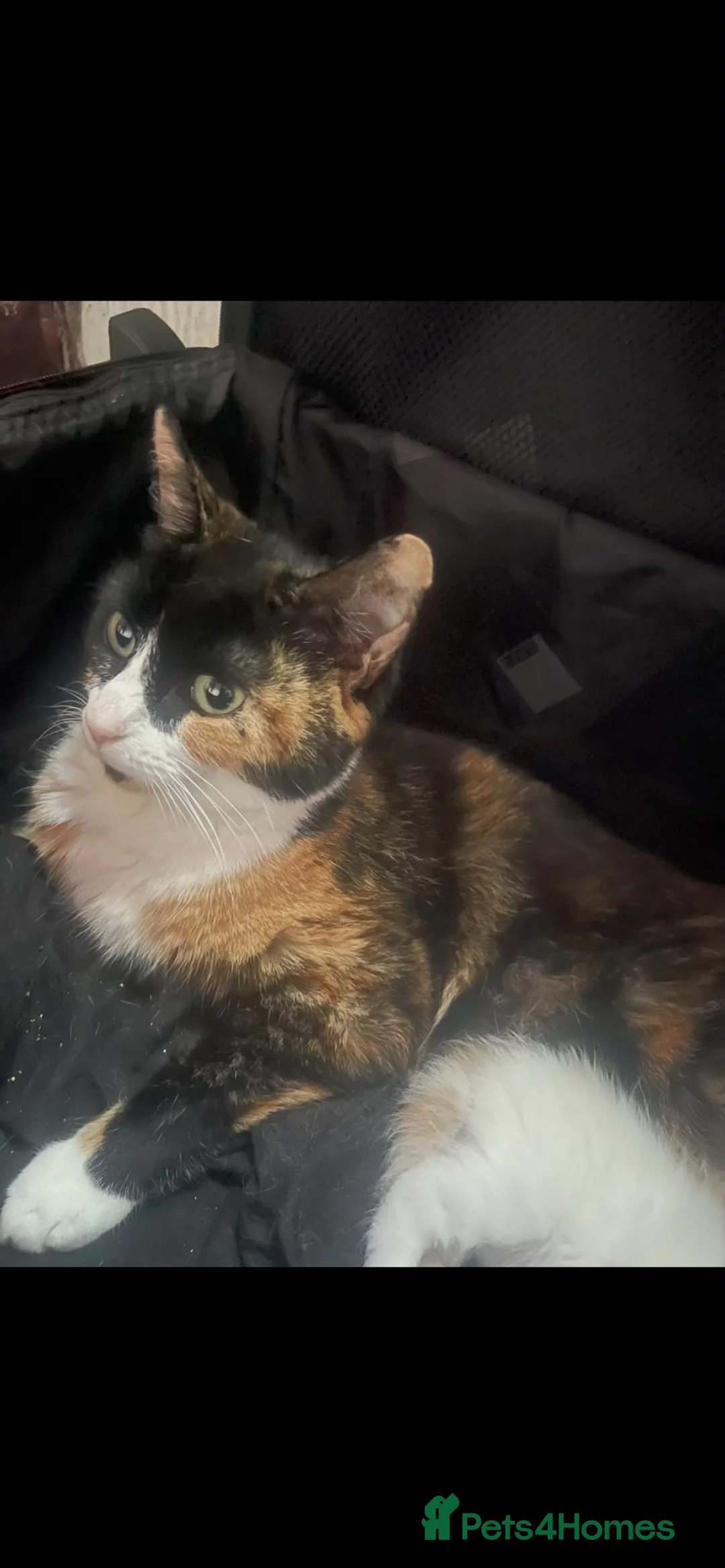 Mixed Breed cats for sale: Two male kittens for sale  - Advert 1